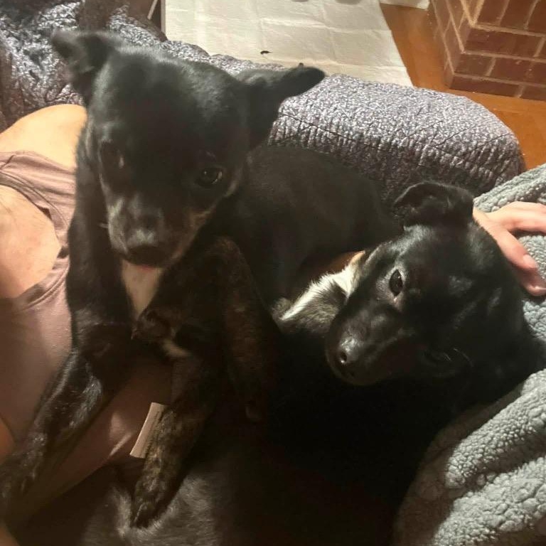 Kane, a ADOPTABLE Chihuahua in atlanta, GA image 3/3