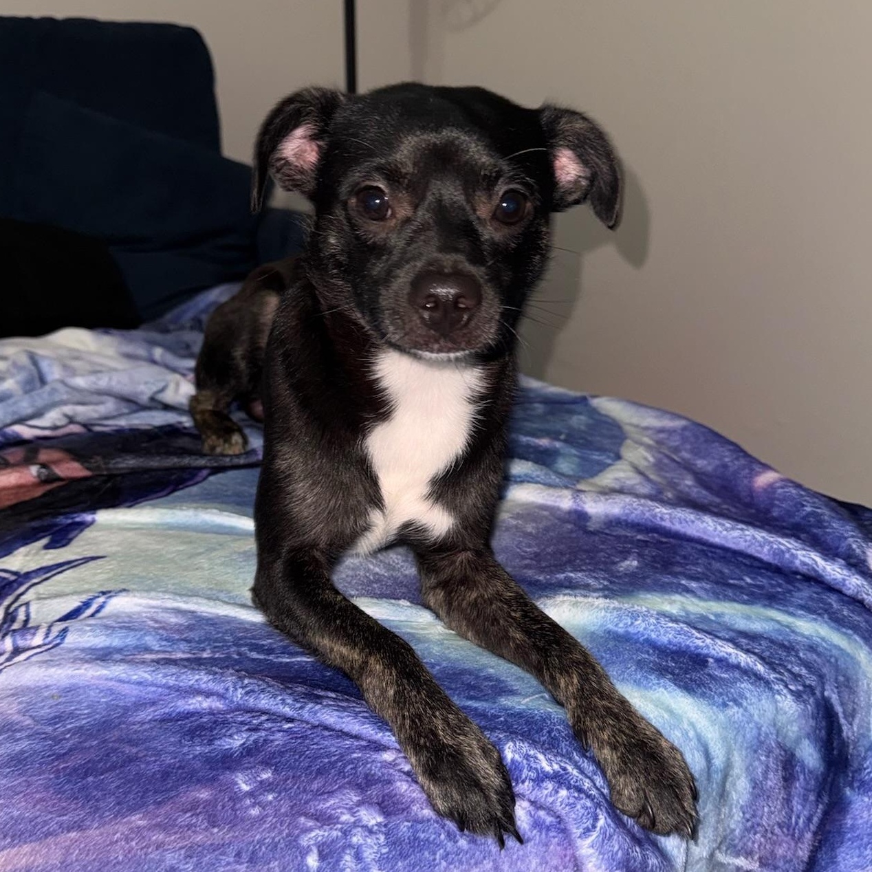 Kane, a ADOPTABLE Chihuahua in atlanta, GA image 1/3