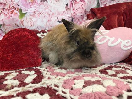 Enlarge Rabbit DeNero, a Adoptable mixed breed in Annapolis, MD image 1/2