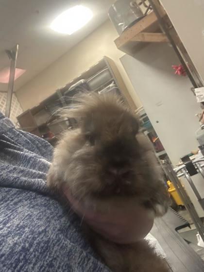 Enlarge Rabbit DeNero, a Adoptable mixed breed in Annapolis, MD image 2/2