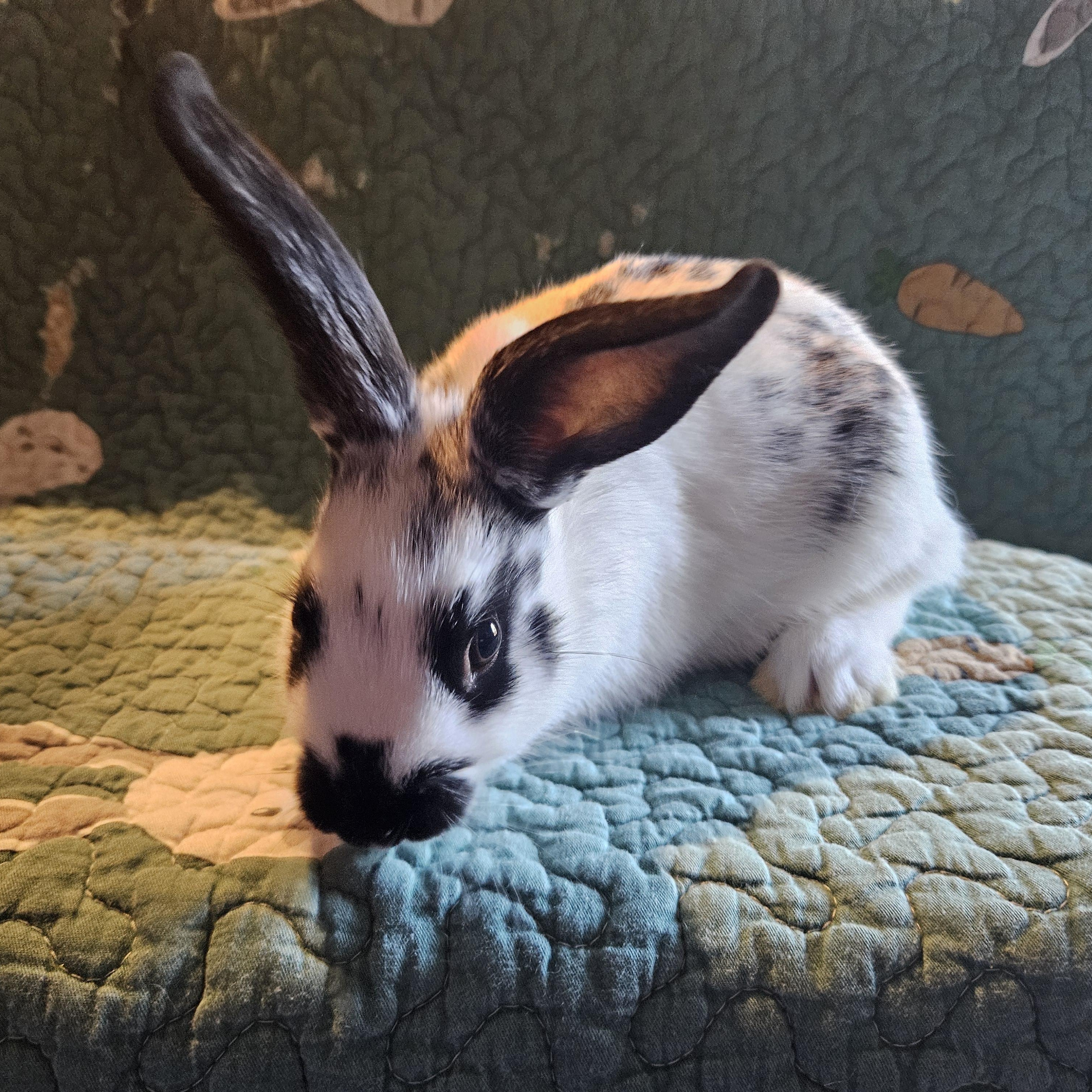 Enlarge Circe, an adopted Mini Rex in FOLEY, AL image 3/3
