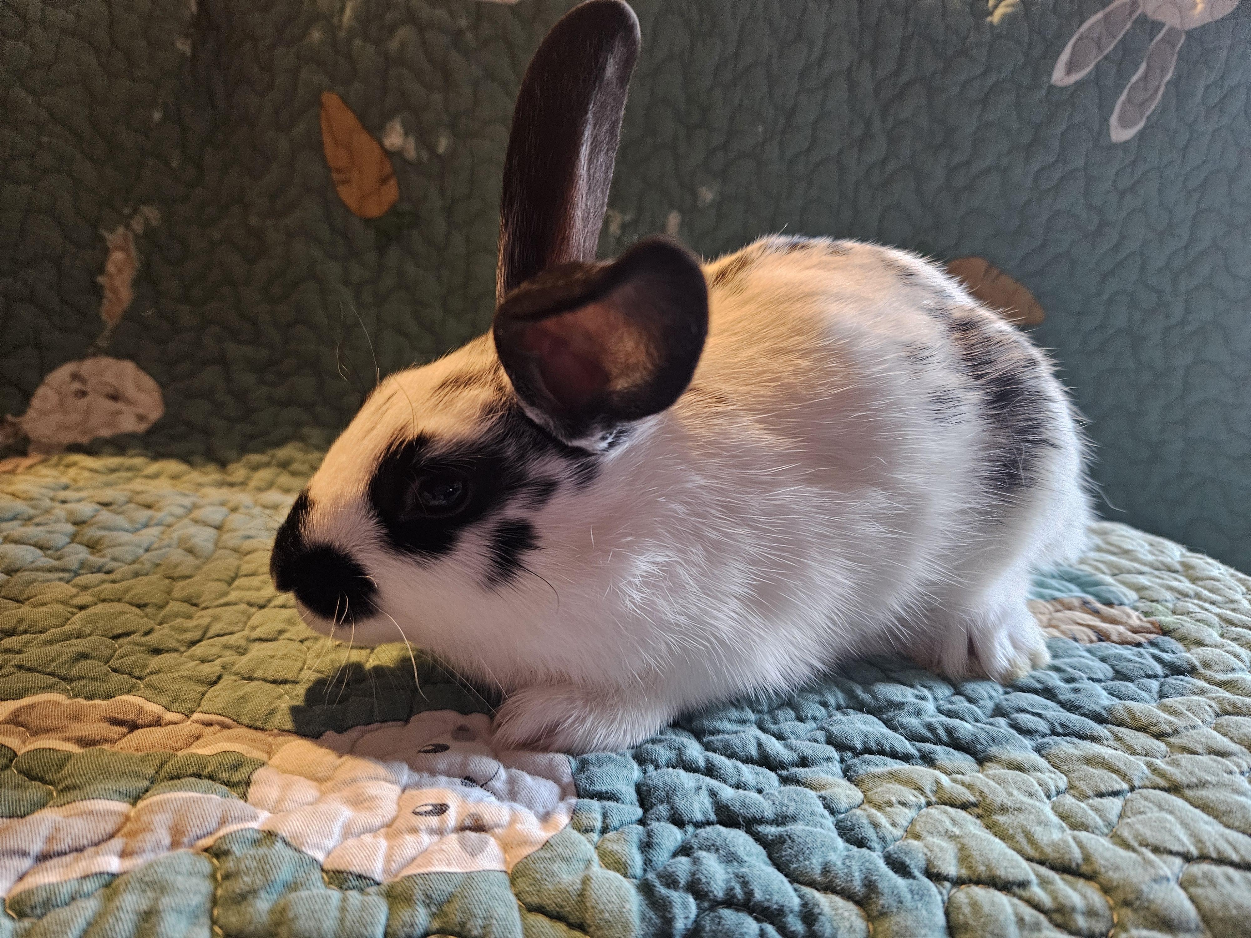 Enlarge Circe, an adopted Mini Rex in FOLEY, AL image 1/3