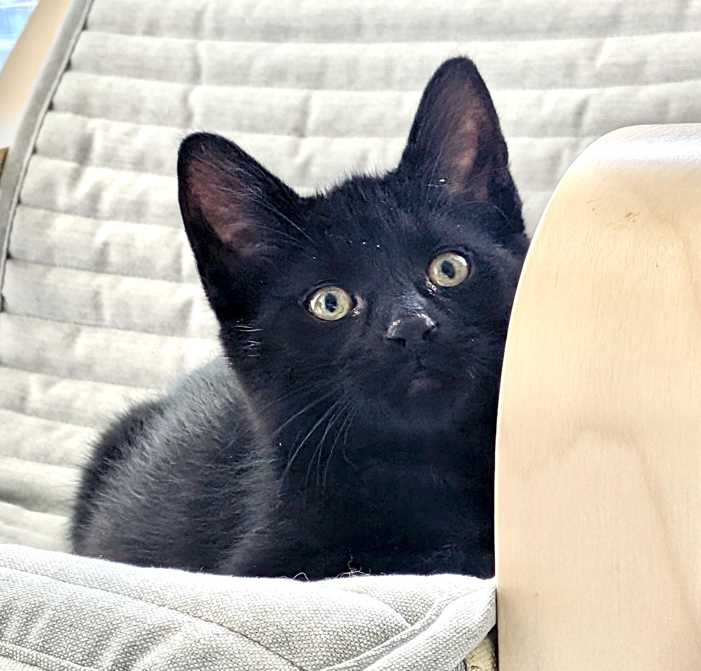 Parker, an adopted Domestic Short Hair in Toronto, ON image 4/6