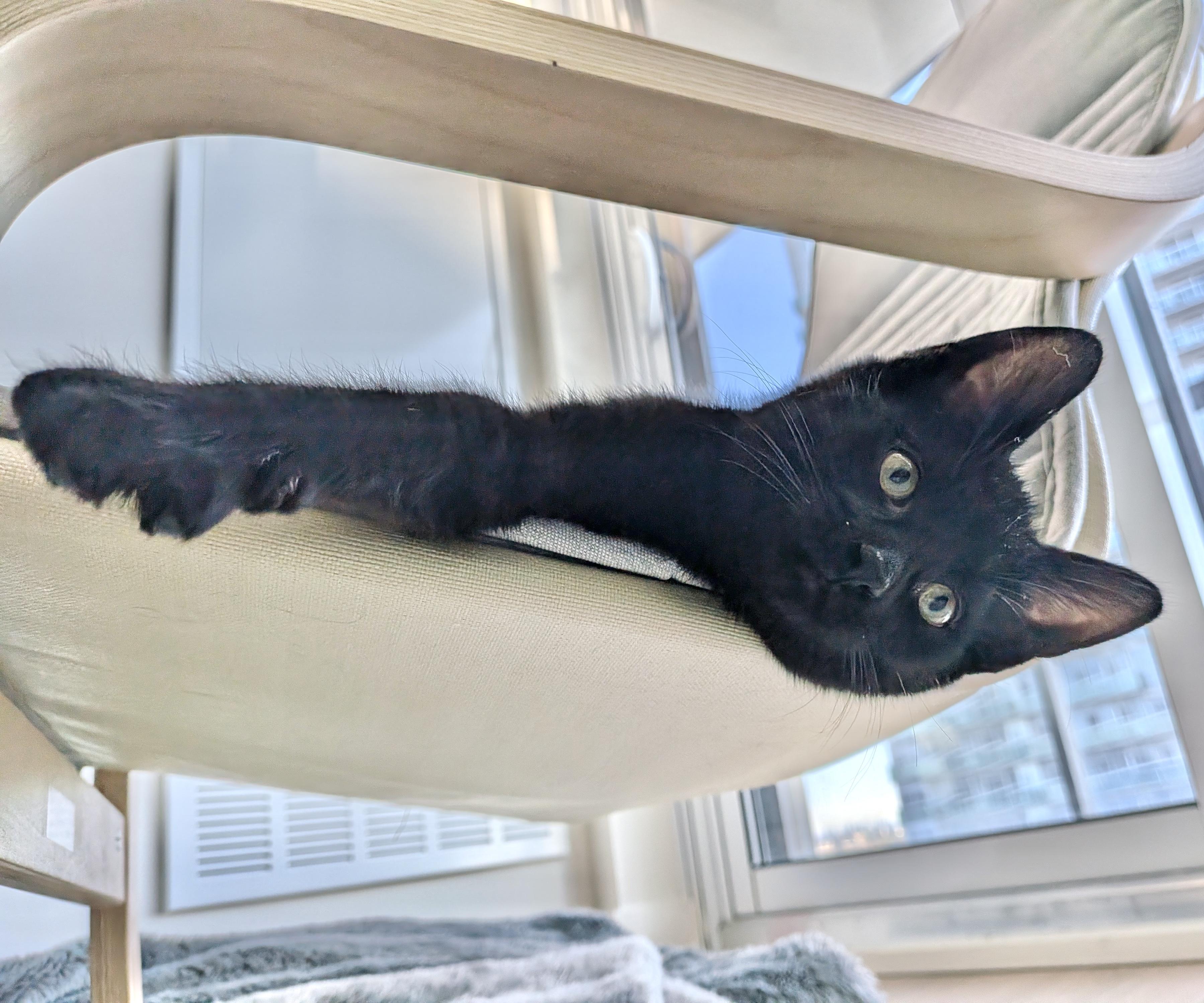 Parker, an adopted Domestic Short Hair in Toronto, ON image 3/6