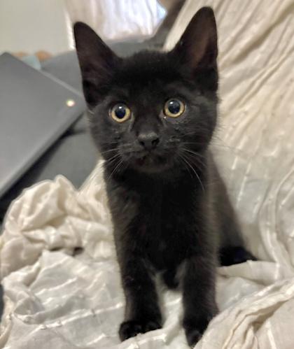 Parker, an adopted Domestic Short Hair in Toronto, ON image 1/6