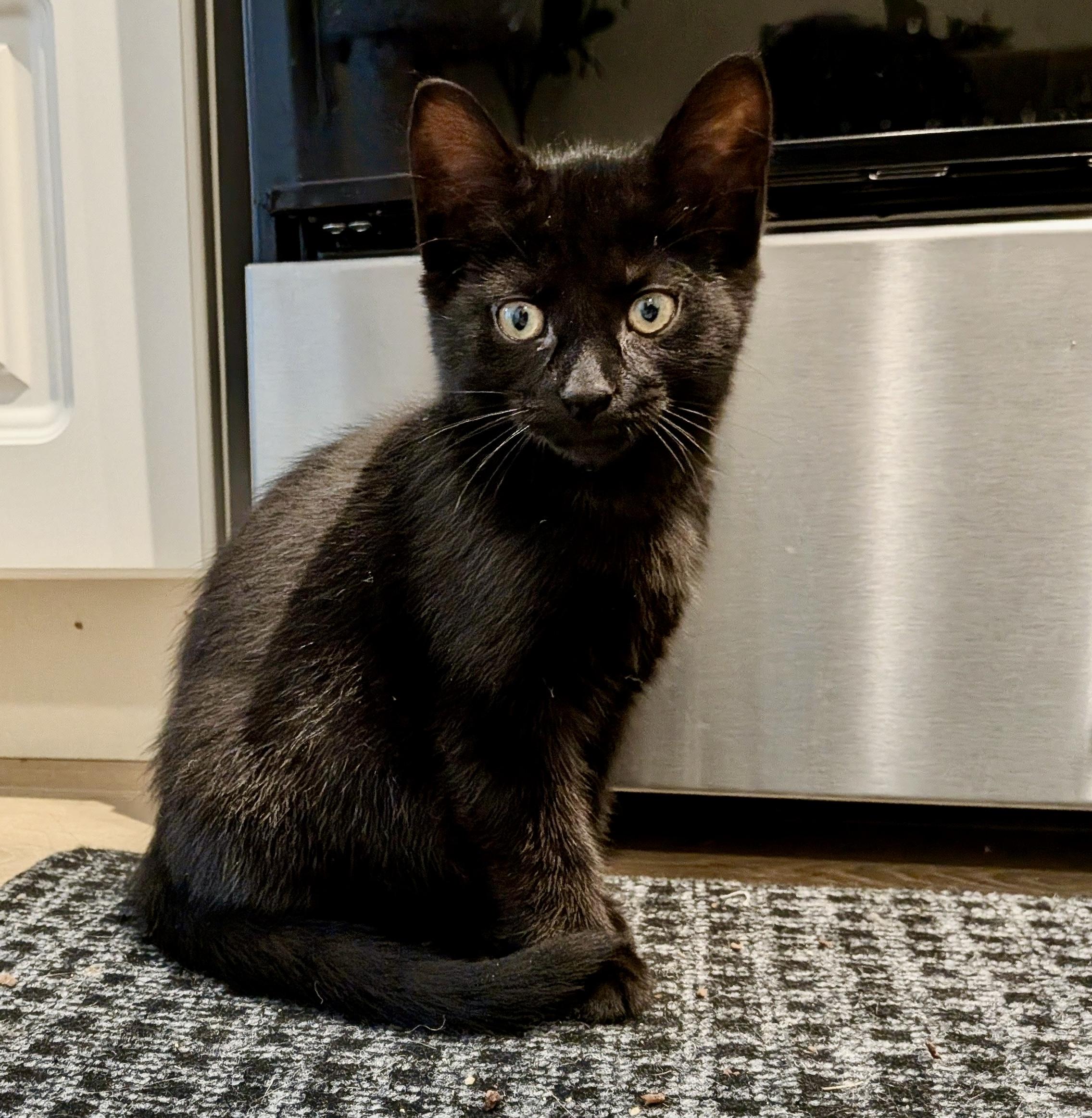 Parker, an adopted Domestic Short Hair in Toronto, ON image 2/6