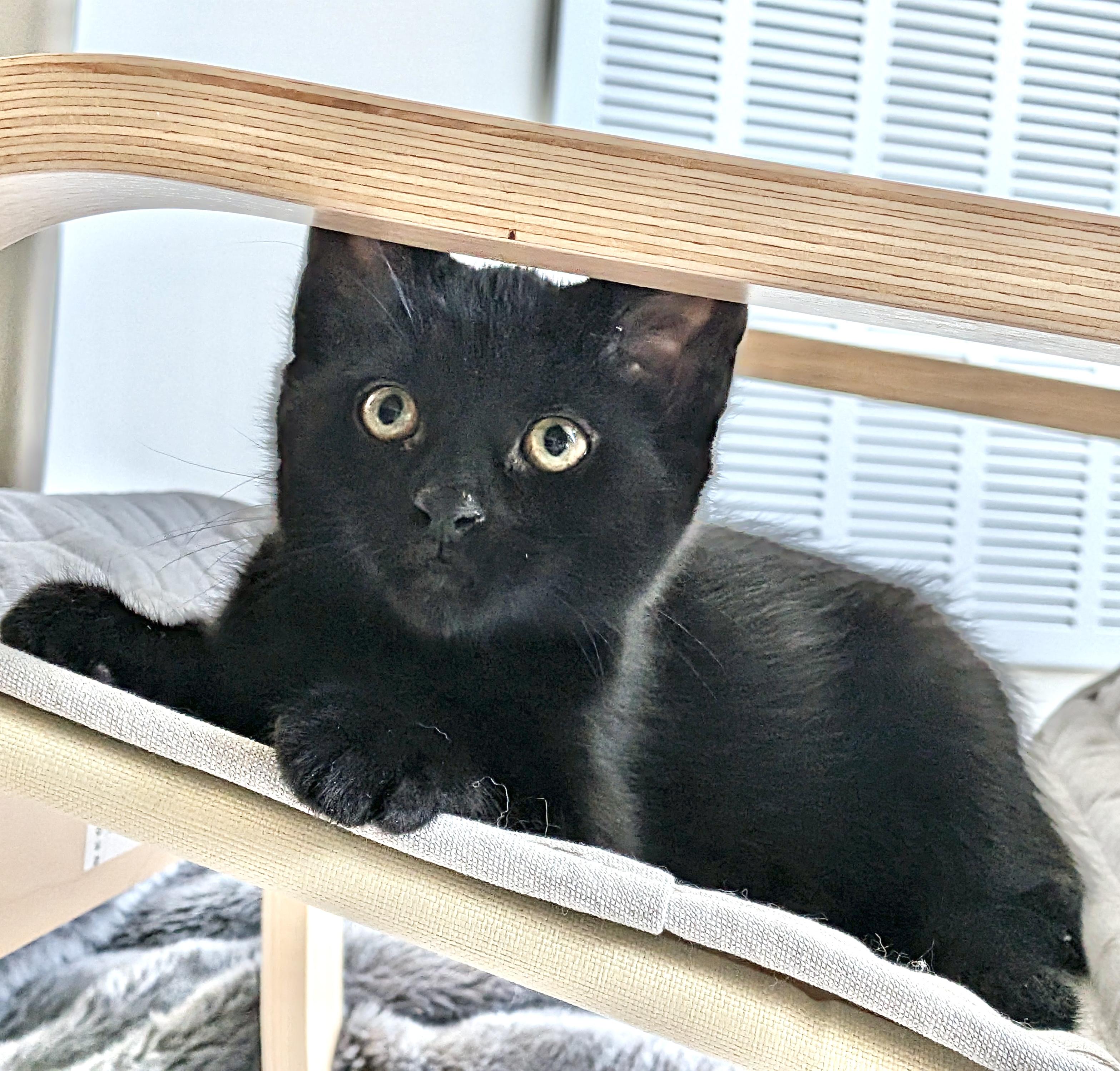 Parker, an adopted Domestic Short Hair in Toronto, ON image 5/6