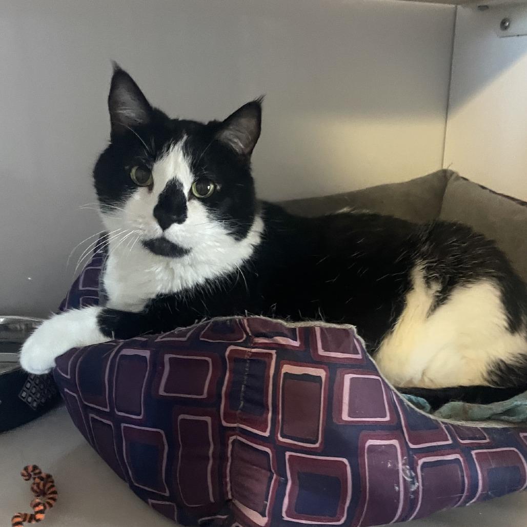 Kitty, Adoptable, Senior Female Domestic Short Hair.