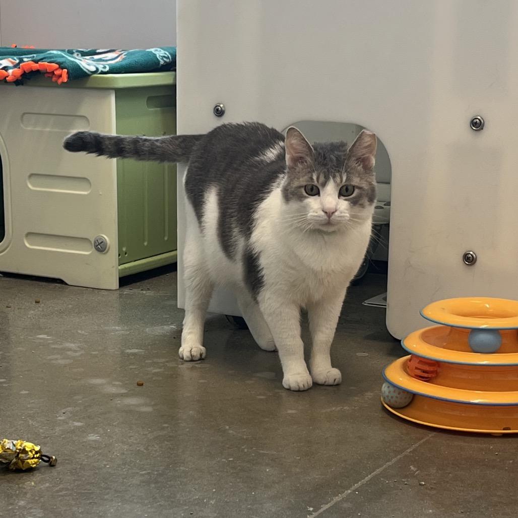 Tuxedo Jones, Adoptable, Adult Male Domestic Short Hair.