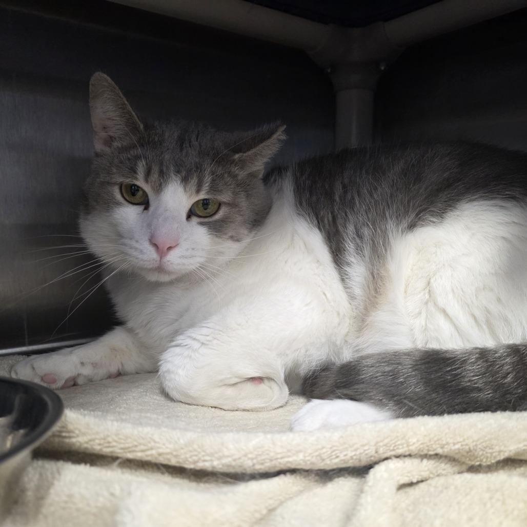 Enlarge Tuxedo Jones, a Adoptable Domestic Short Hair in Fort Wayne, IN image 2/6