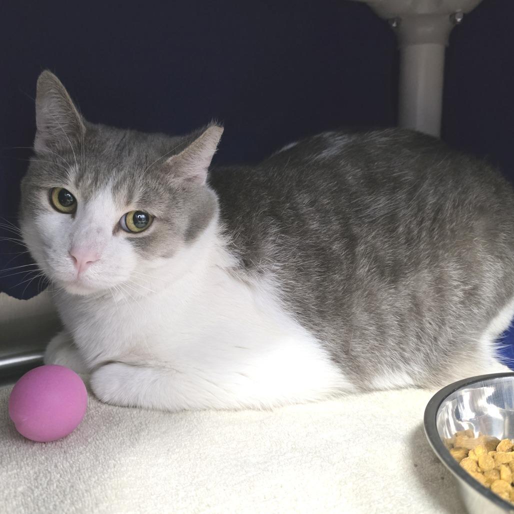 Enlarge Tuxedo Jones, a Adoptable Domestic Short Hair in Fort Wayne, IN image 3/6