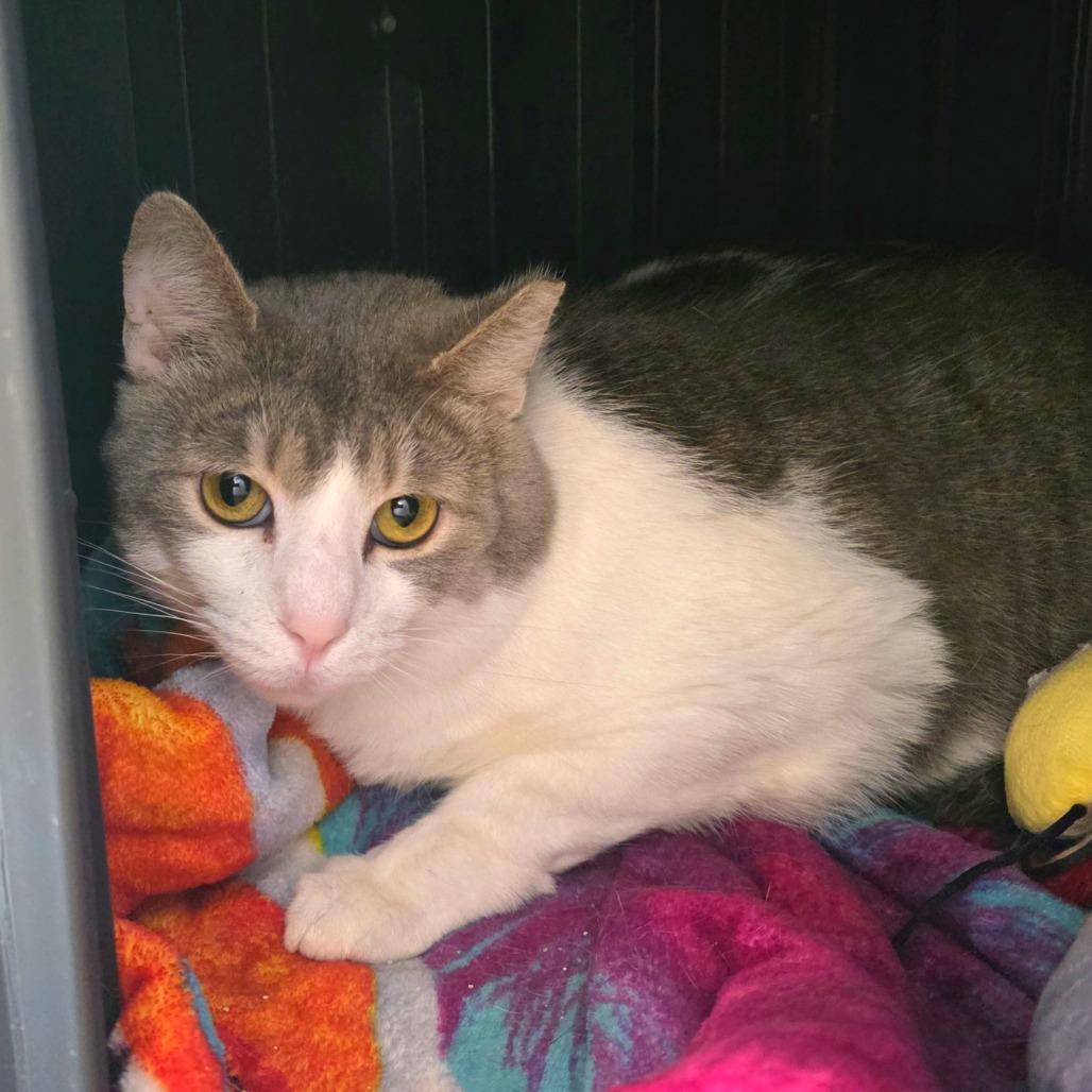 Enlarge Tuxedo Jones, a Adoptable Domestic Short Hair in Fort Wayne, IN image 4/6