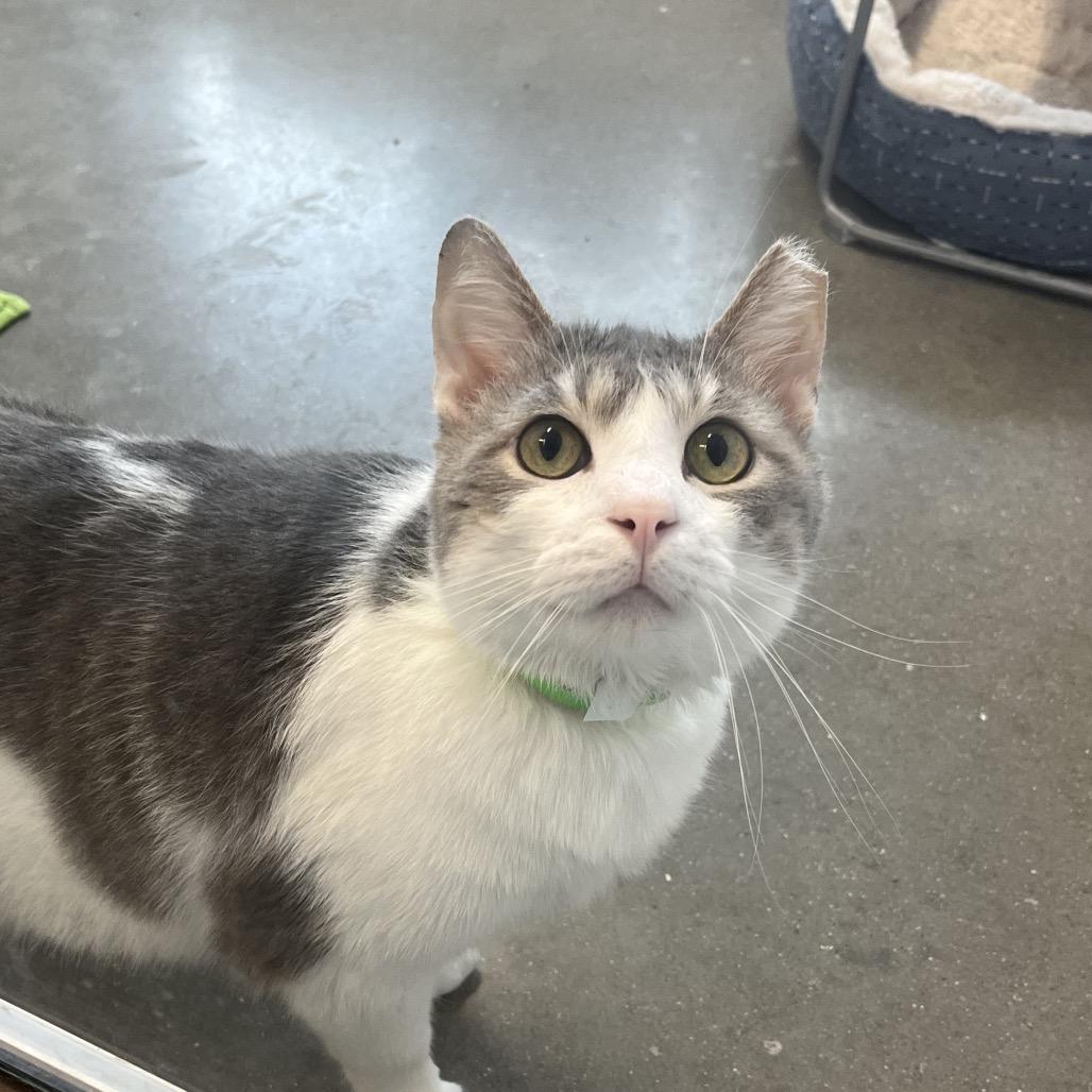 Enlarge Tuxedo Jones, a Adoptable Domestic Short Hair in Fort Wayne, IN image 5/6