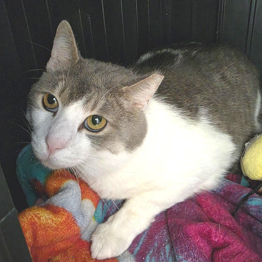 Enlarge Tuxedo Jones, a Adoptable Domestic Short Hair in Fort Wayne, IN image 6/6