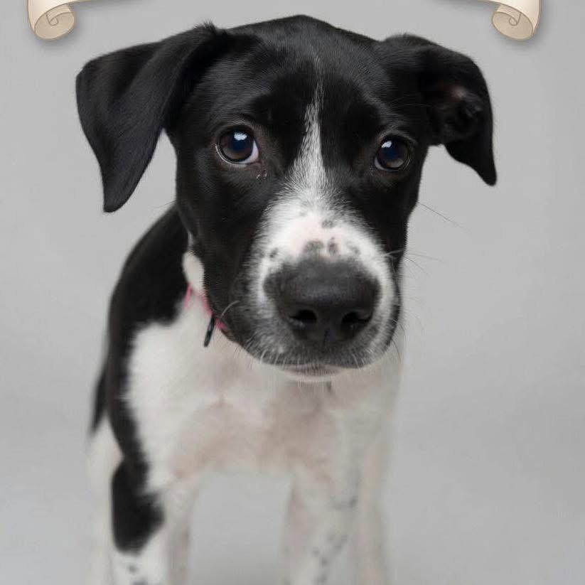 Lorelei, Adoptable, Young Female Jack Russell Terrier & Cattle Dog.