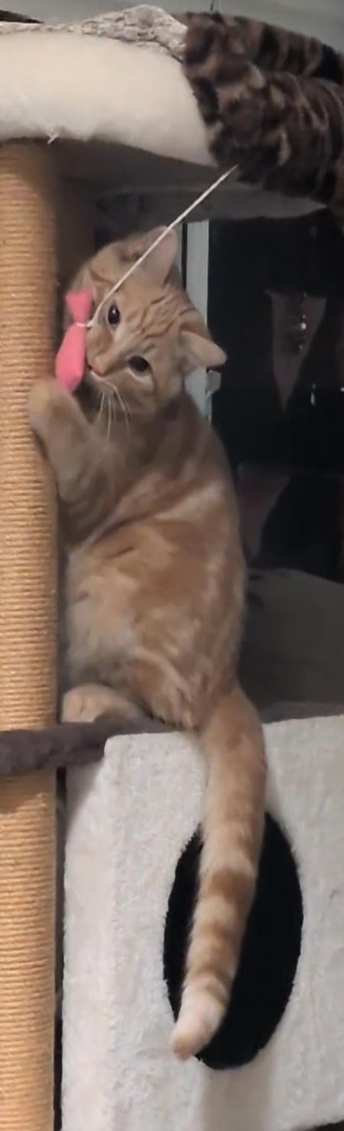 Enlarge Ringo, an adopted Tabby in Hamilton, ON image 3/3