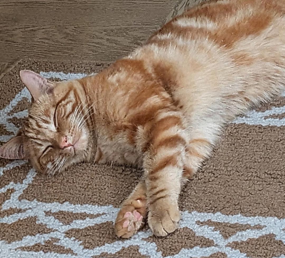 Enlarge Ringo, an adopted Tabby in Hamilton, ON image 2/3