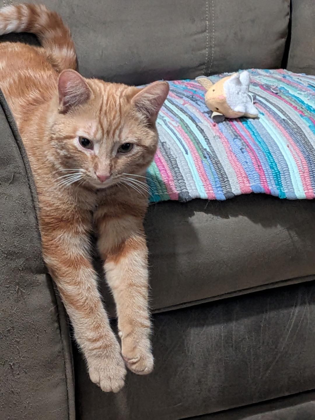 Enlarge Ringo, an adopted Tabby in Hamilton, ON image 1/3