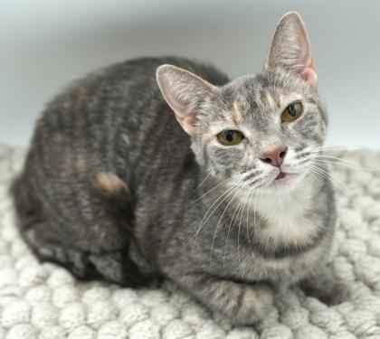 Pheona (Bonded w/ Ray), Adoptable, Adult Female Domestic Short Hair & Domestic Short Hair.