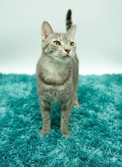 Enlarge Pheona (Bonded w/ Ray), a Adoptable mixed breed in Bowling Green, KY image 2/3