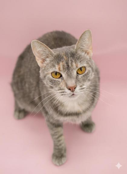Pheona (Bonded w/ Ray), Adoptable, Adult Female Domestic Short Hair & Domestic Short Hair.
