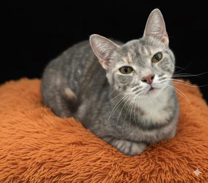 Enlarge Pheona (Bonded w/ Ray), a Adoptable mixed breed in Bowling Green, KY image 3/3