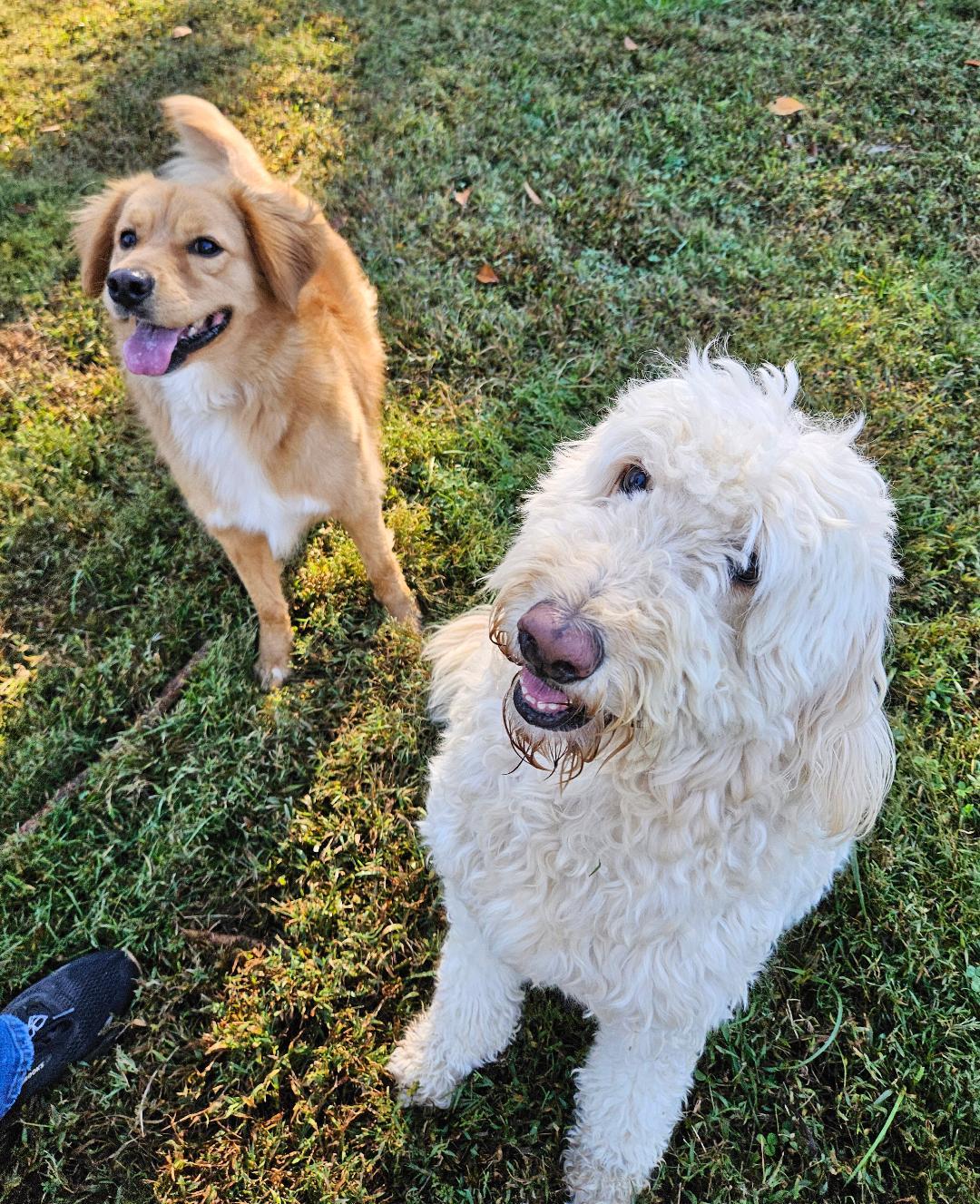 Enlarge Marcy and Bingo -bonded pair, a Adoptable mixed breed in Cincinnati, OH image 4/4