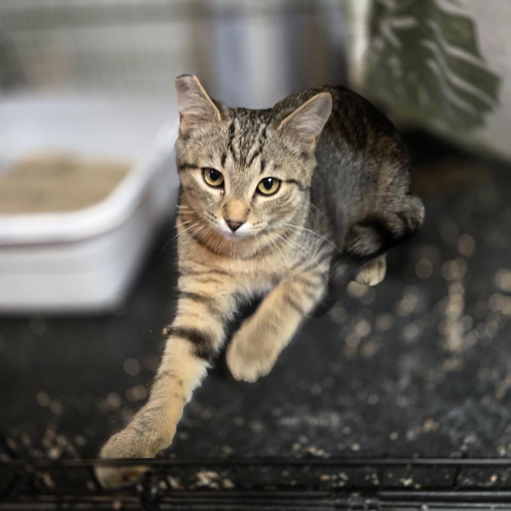 Marta, Adoptable, Kitten Female Domestic Short Hair.