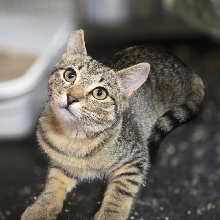 Marta, a Adoptable Domestic Short Hair in Allyn, WA image 2/2