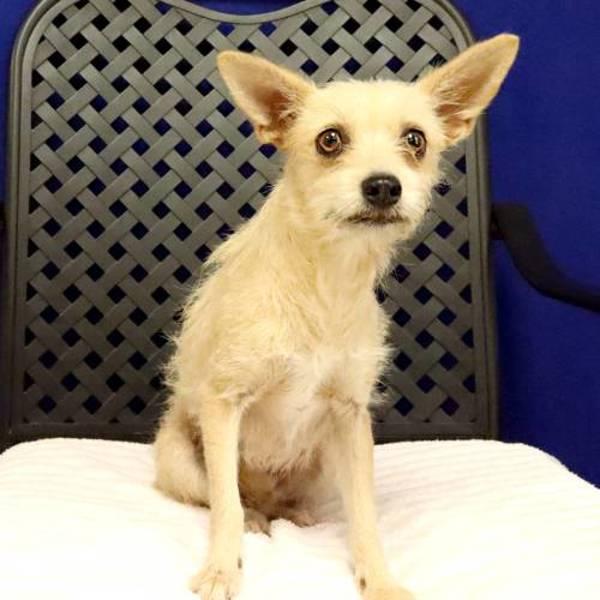 Fizz, Adoptable, Adult Female Cairn Terrier.