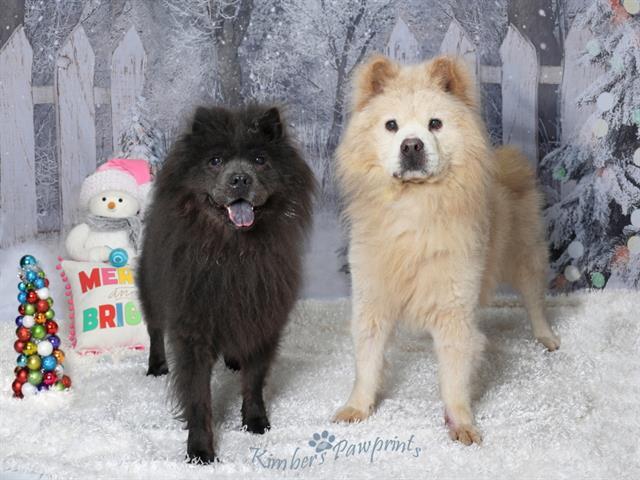 Enlarge SIMBA, a Adoptable Chow Chow in Omaha, NE image 1/1