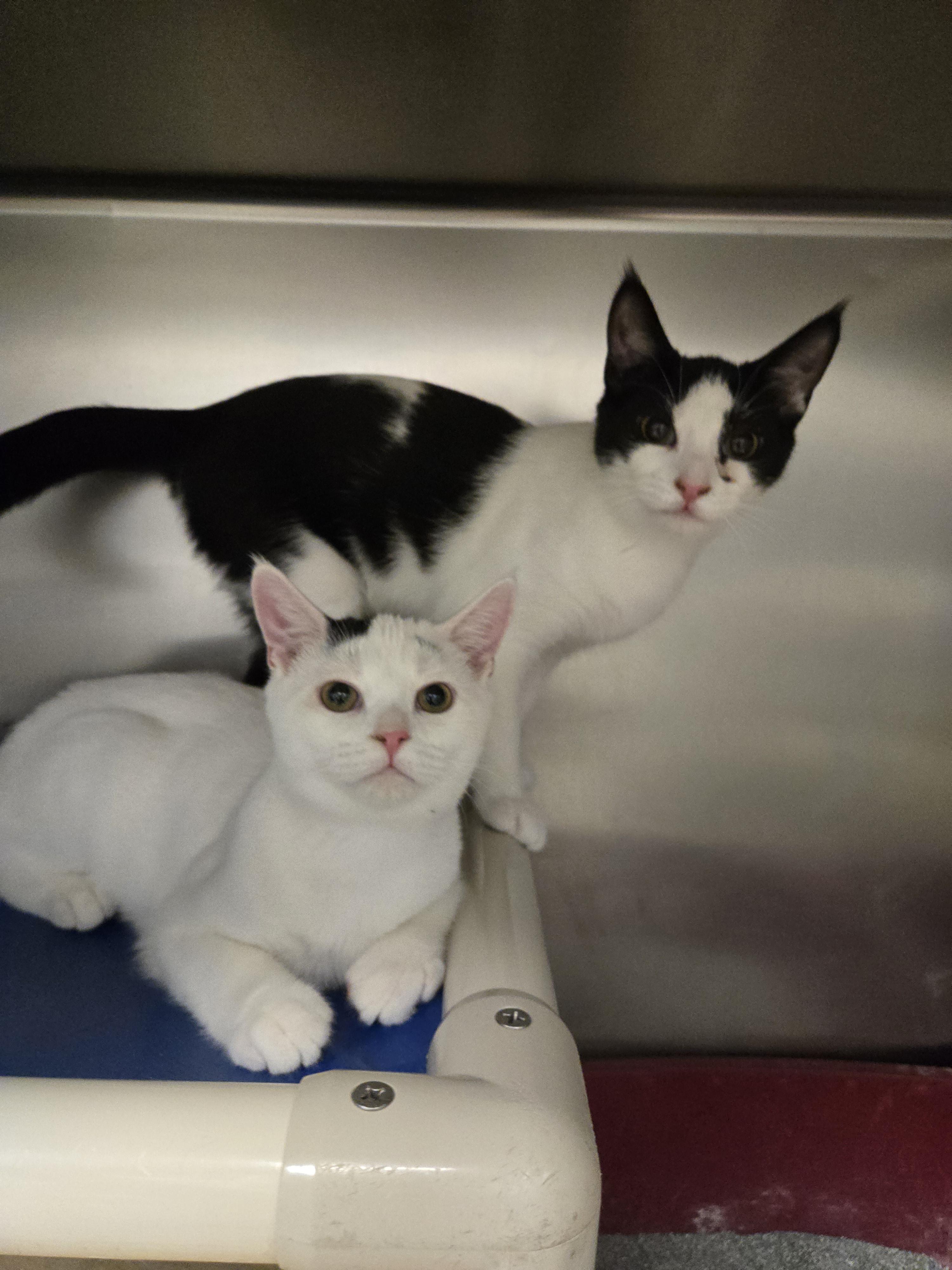 Kenma and Oikawa, Adoptable, Young Male Domestic Short Hair.