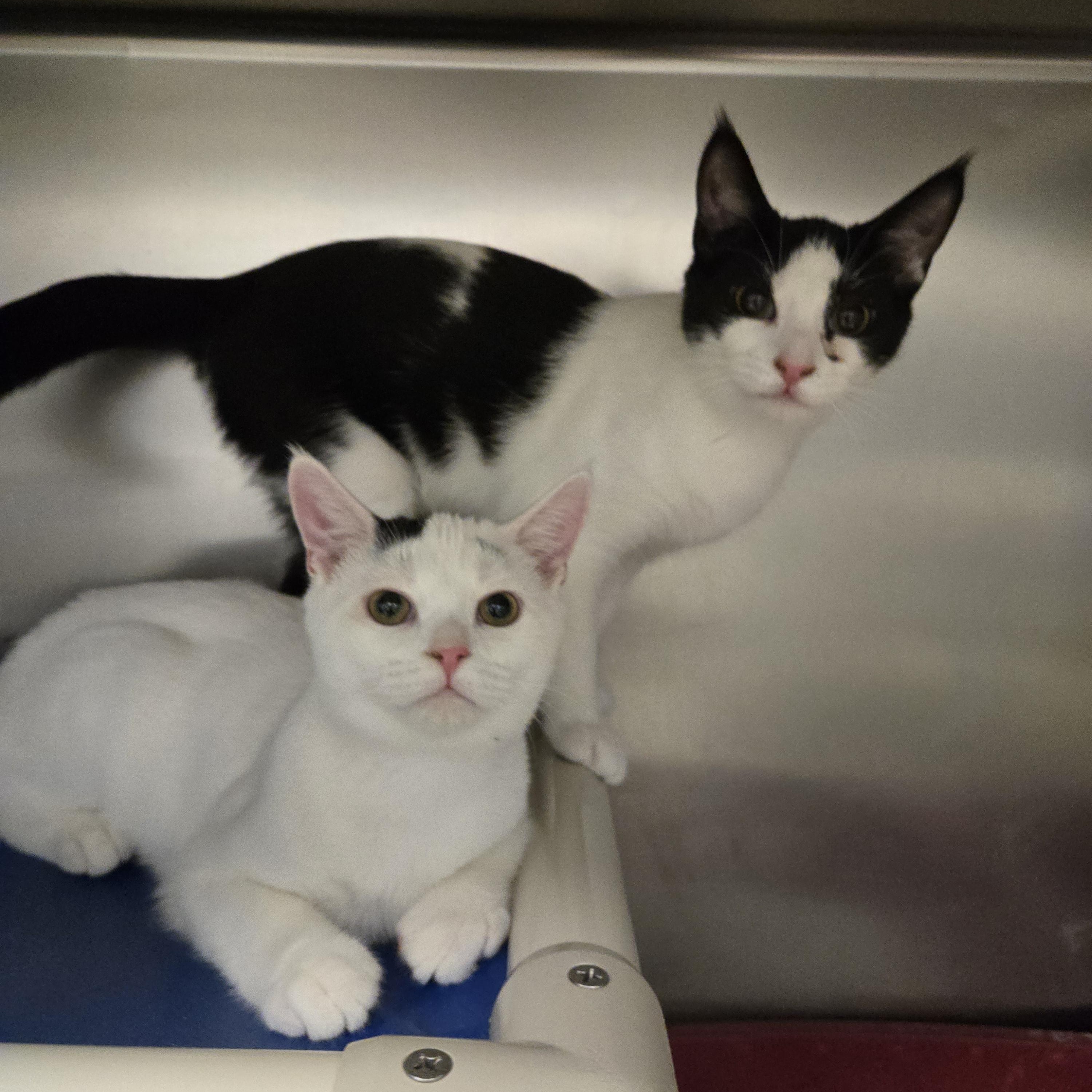Enlarge Kenma and Oikawa, a Adoptable Domestic Short Hair in Amherst, VA image 1/1