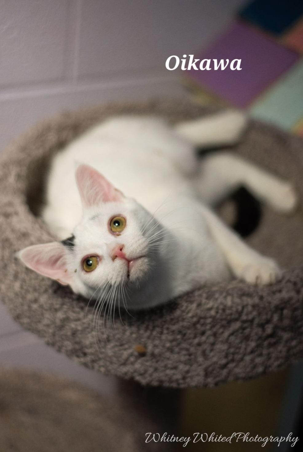 Enlarge Oikawa - in our cat lounge, a Adoptable Domestic Short Hair in Amherst, VA image 5/6