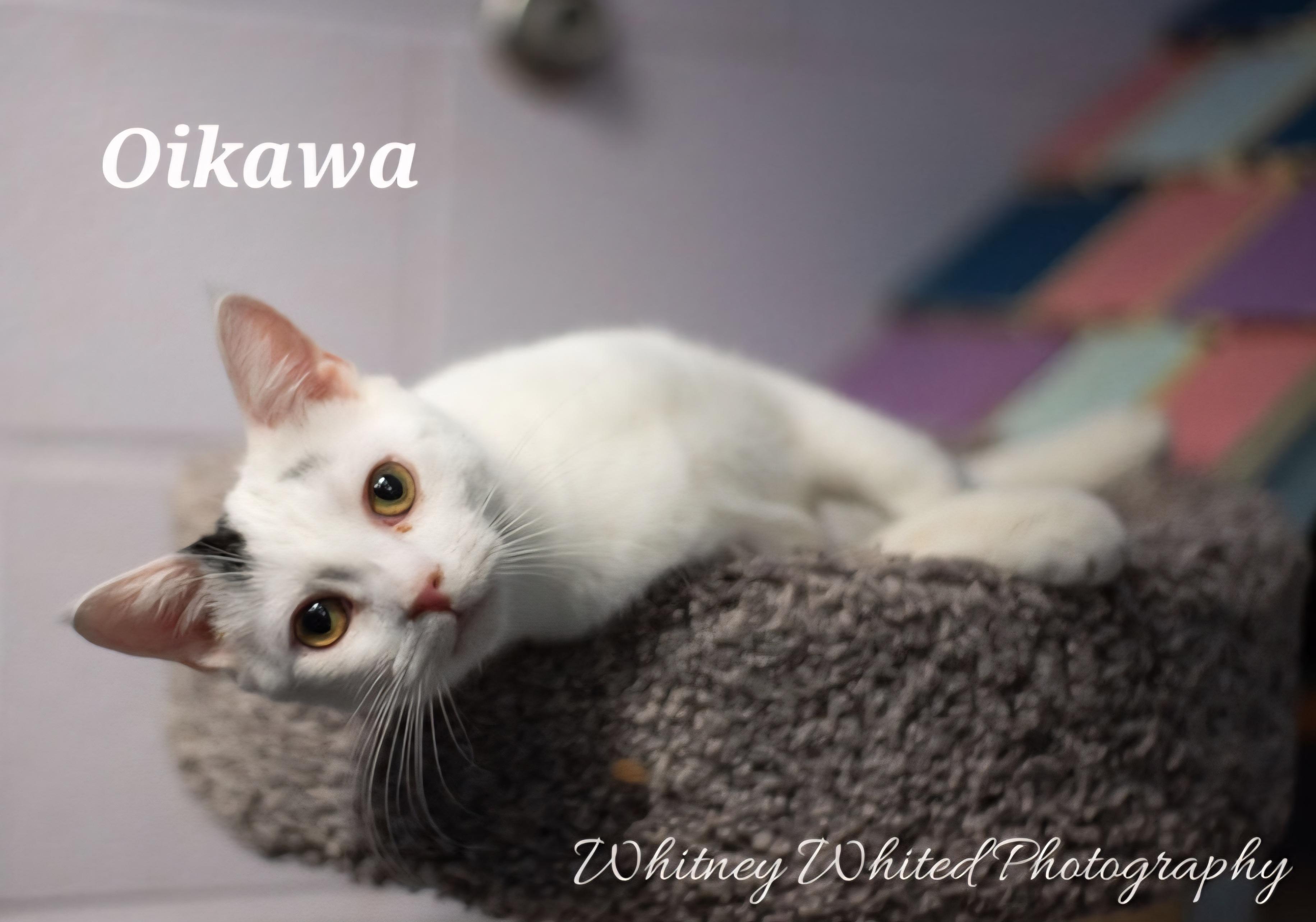 Oikawa - in our cat lounge, Adoptable, Adult Male Domestic Short Hair.
