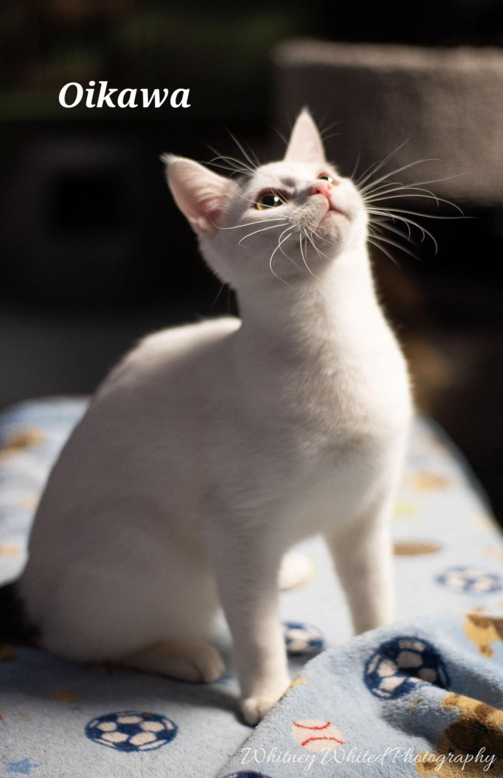 Enlarge Oikawa - in our cat lounge, a Adoptable Domestic Short Hair in Amherst, VA image 3/6