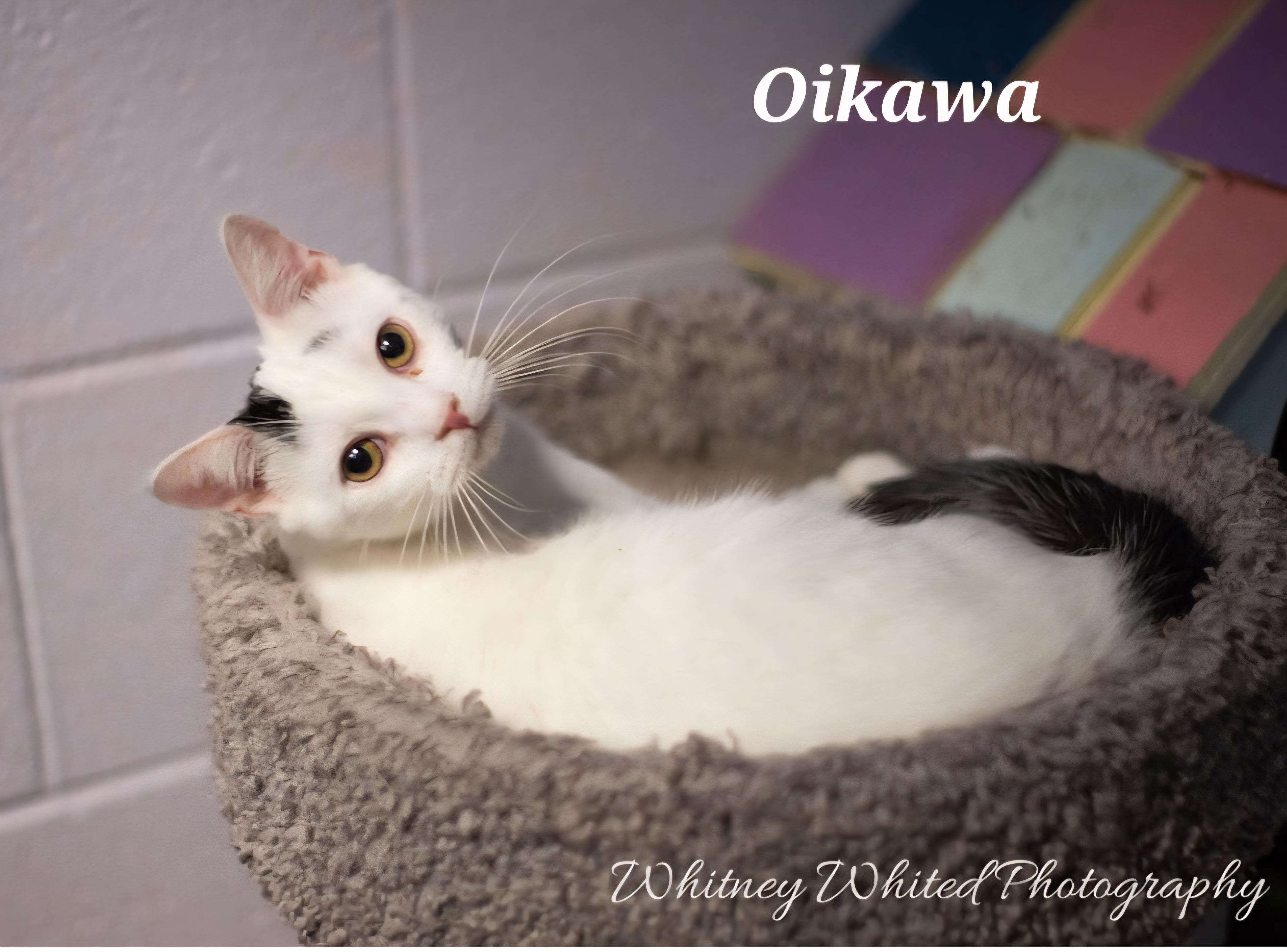 Enlarge Oikawa - in our cat lounge, a Adoptable Domestic Short Hair in Amherst, VA image 4/6