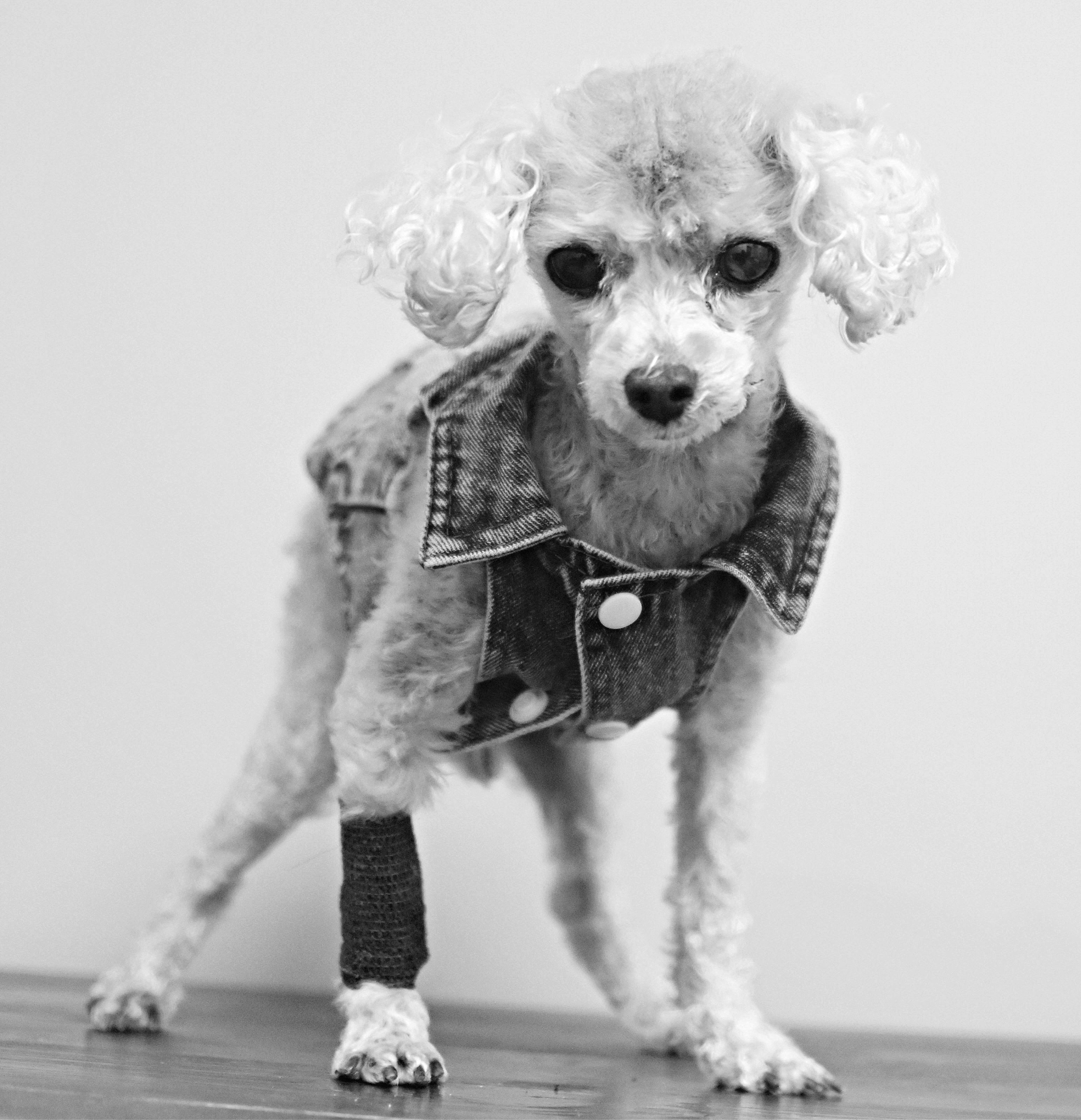 Enlarge Tuffy, an adopted Poodle (Toy) in Monon, IN image 3/6