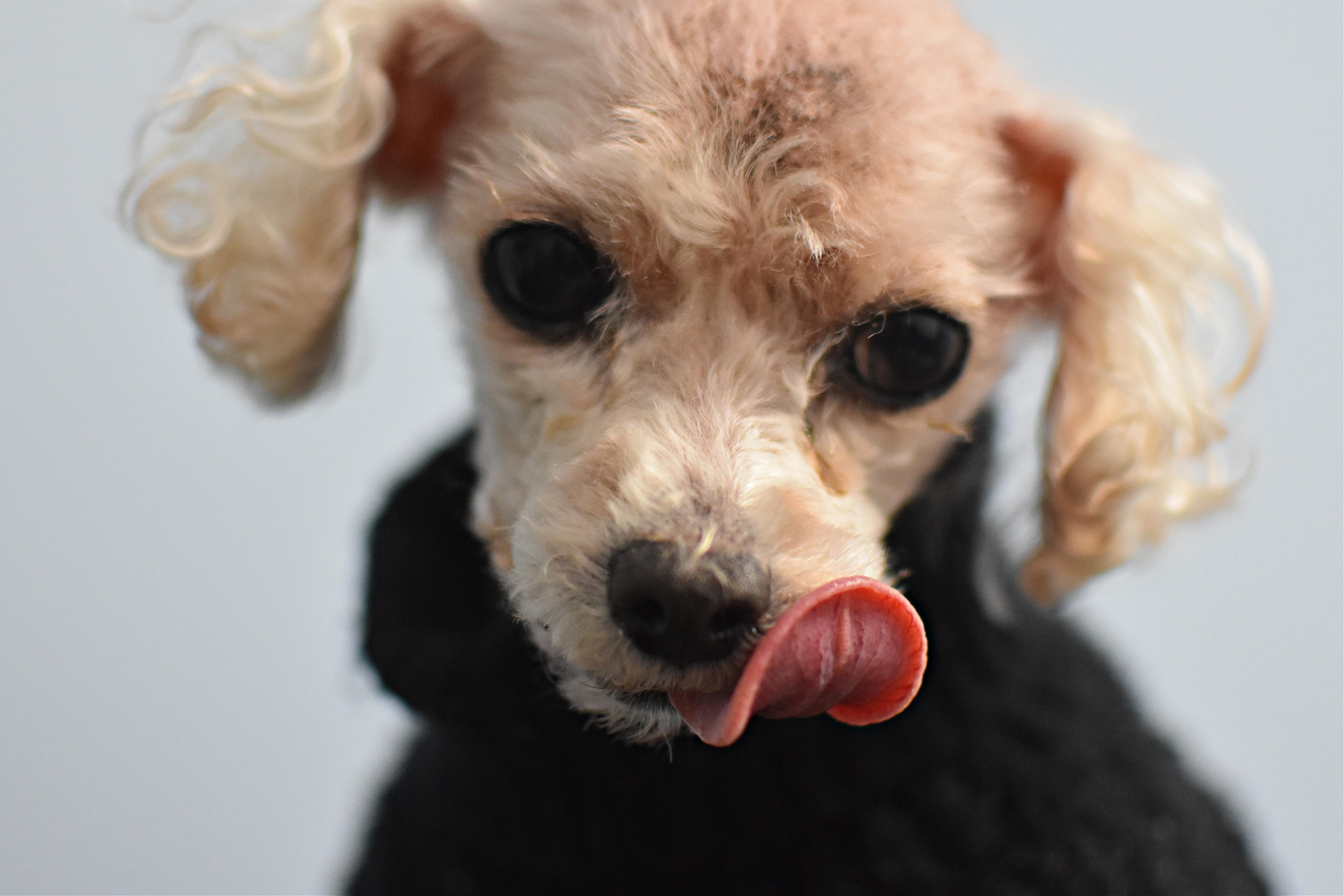 Enlarge Tuffy, an adopted Poodle (Toy) in Monon, IN image 1/6
