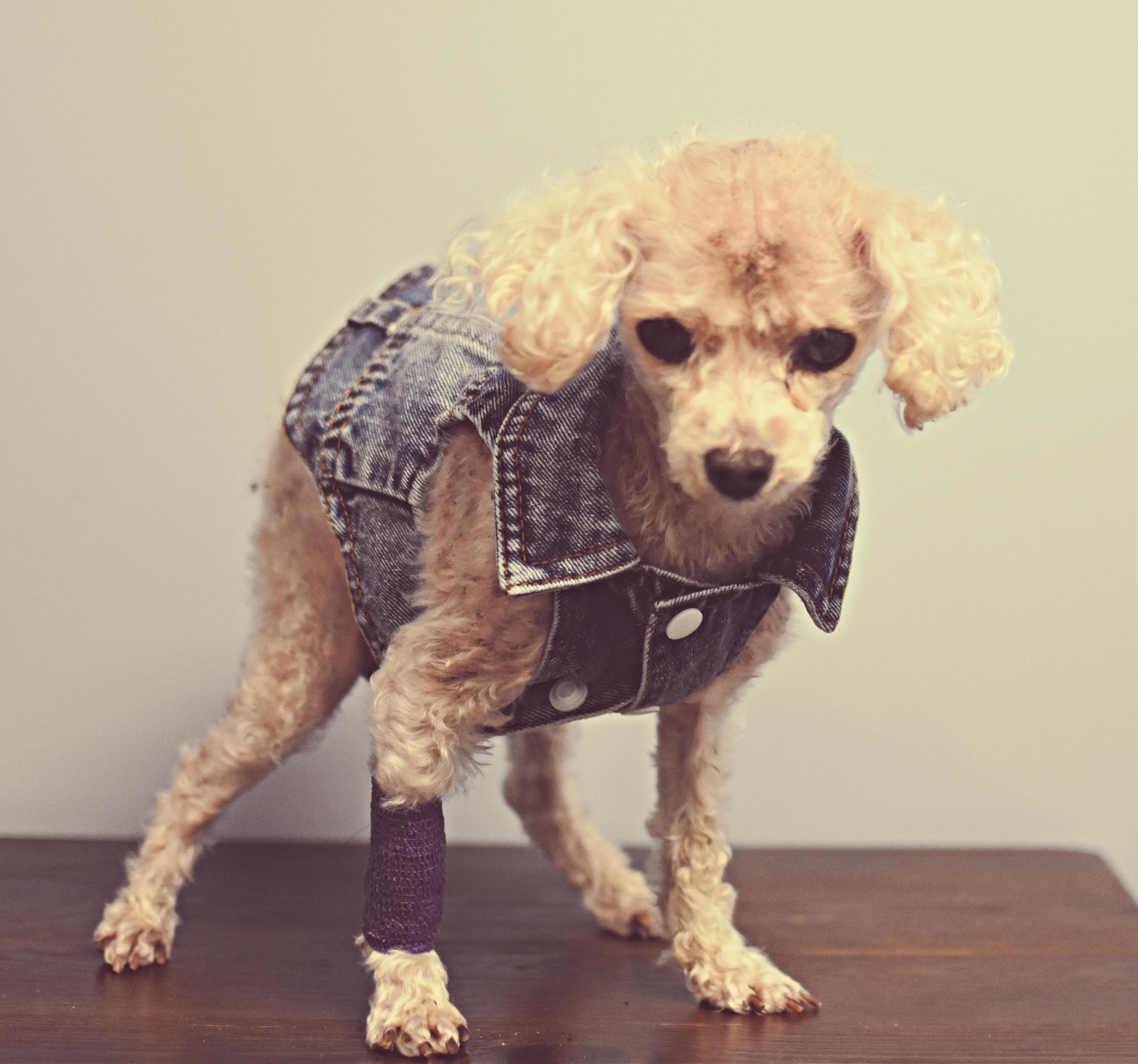Enlarge Tuffy, an adopted Poodle (Toy) in Monon, IN image 5/6