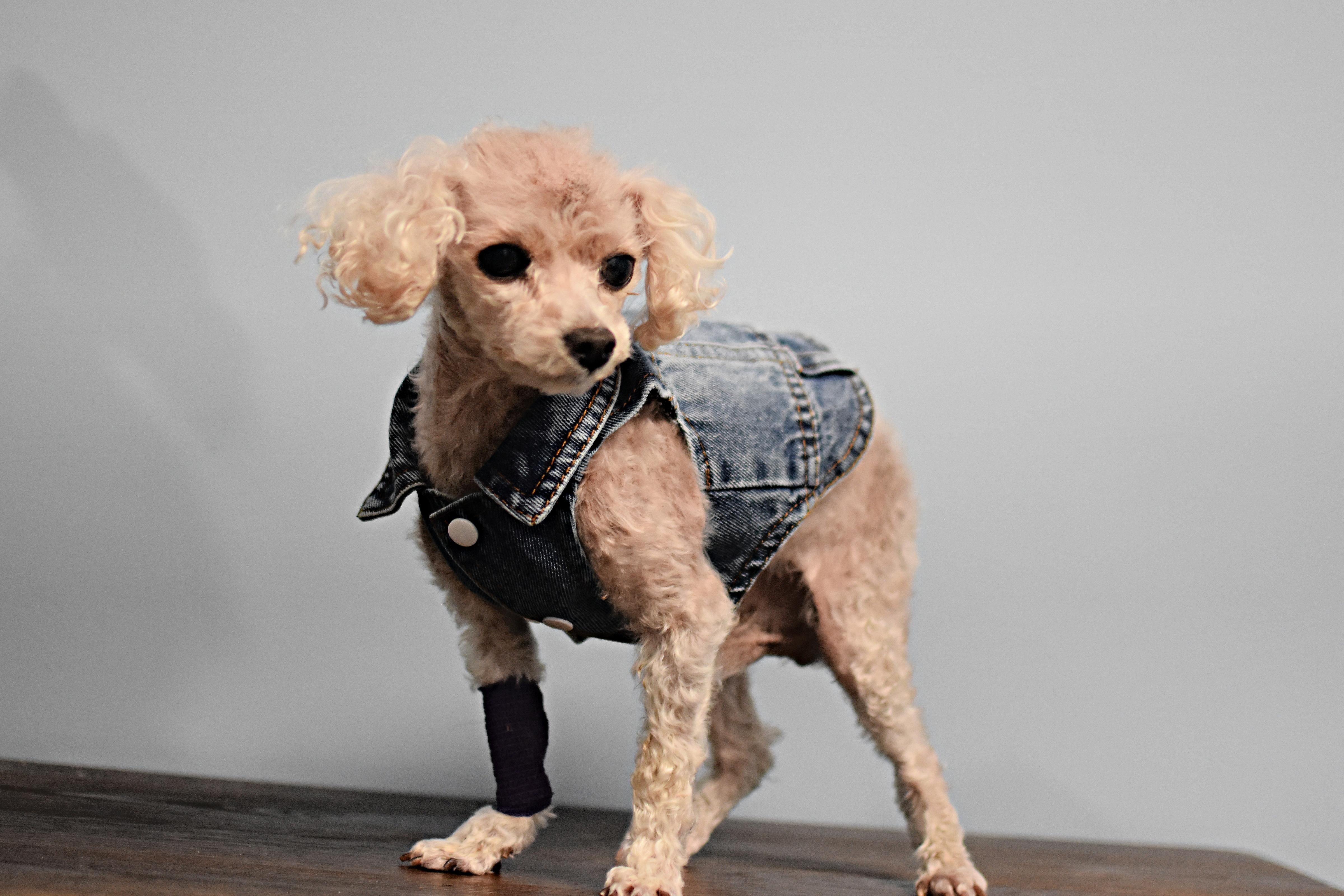 Enlarge Tuffy, an adopted Poodle (Toy) in Monon, IN image 2/6