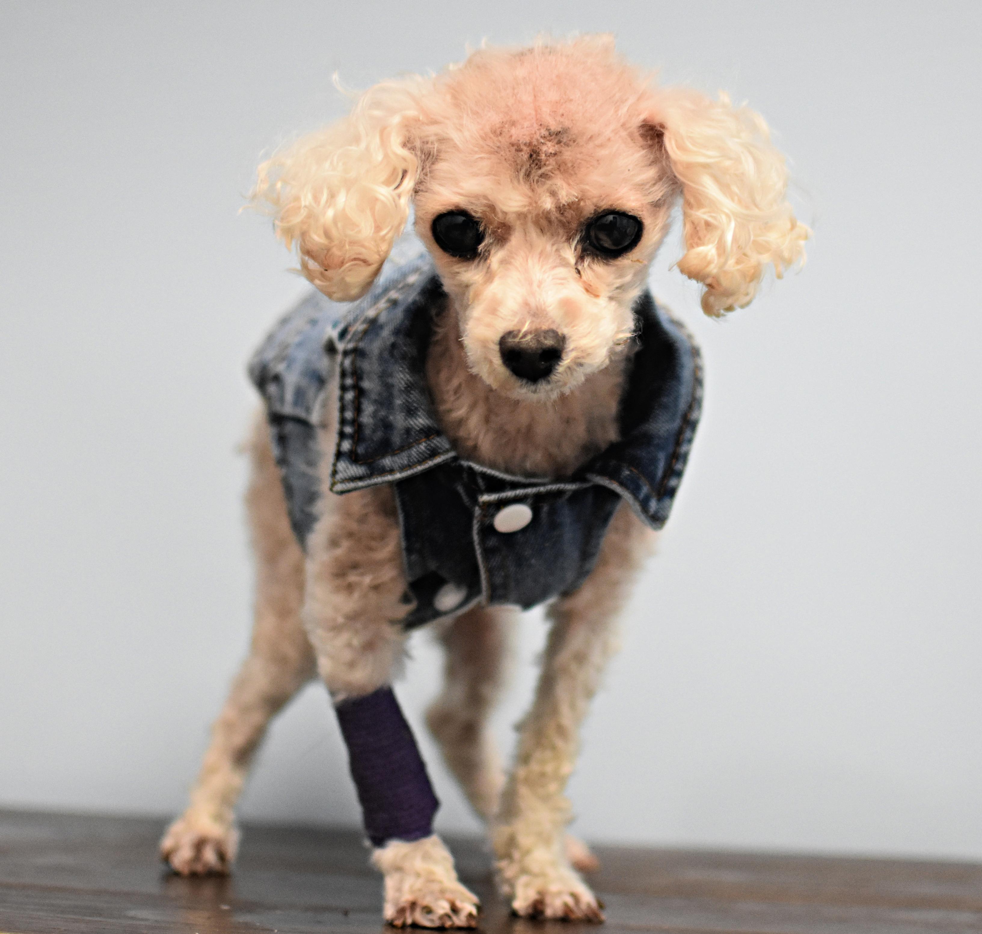 Enlarge Tuffy, an adopted Poodle (Toy) in Monon, IN image 4/6
