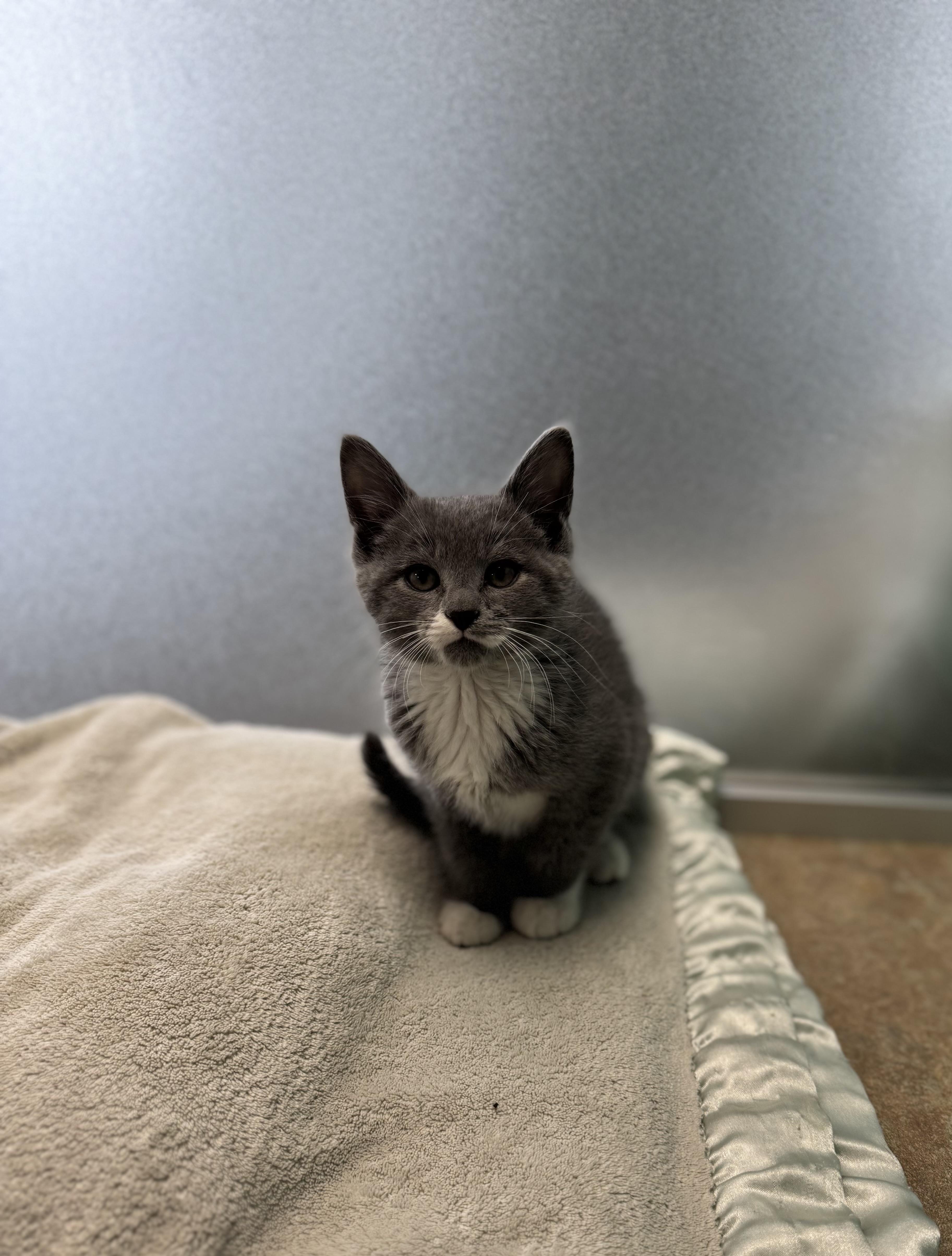 Enlarge Teefs, an adopted Domestic Short Hair in Eagle, CO image 3/3