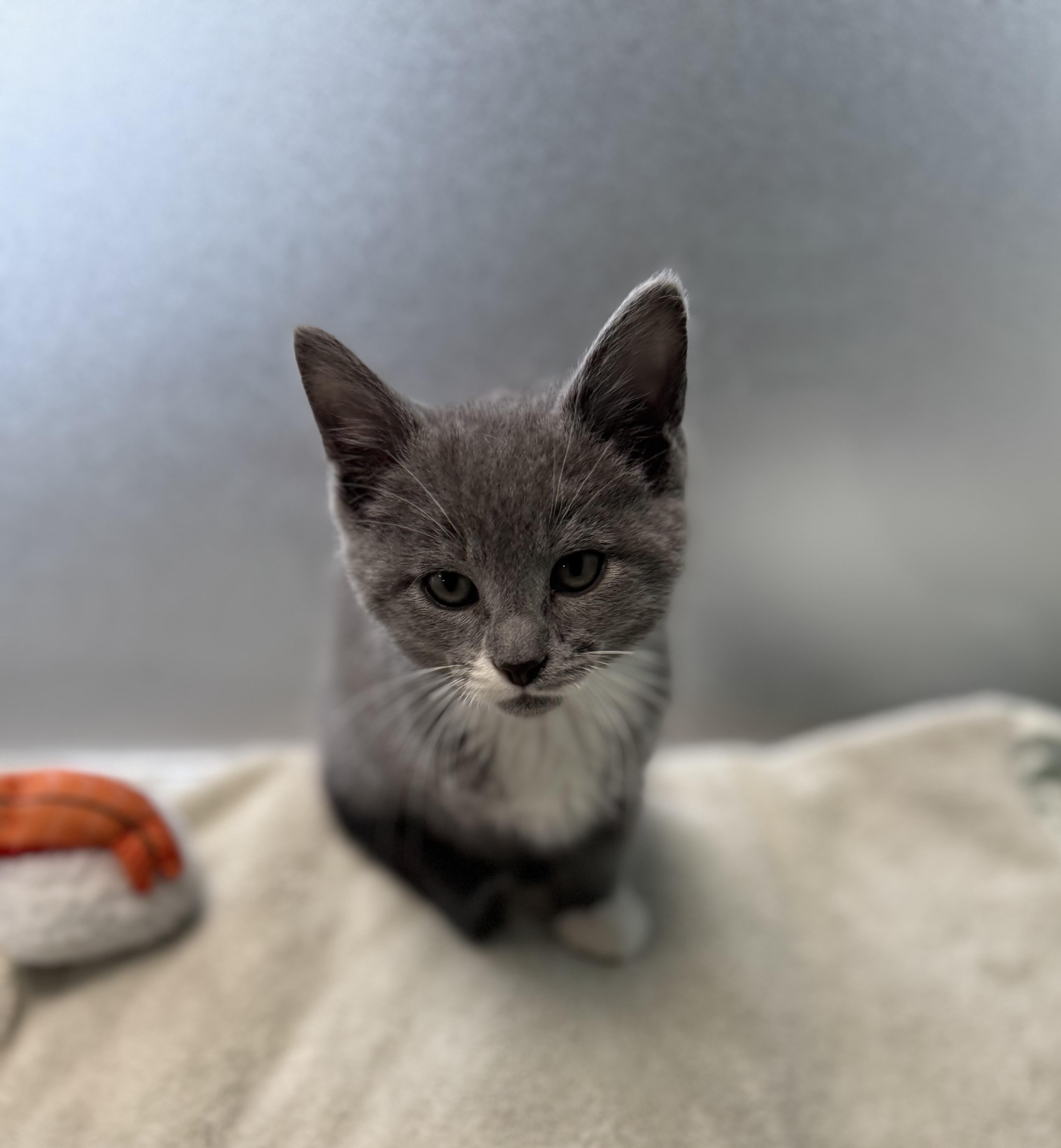 Teefs, adopted, Kitten Male Domestic Short Hair.