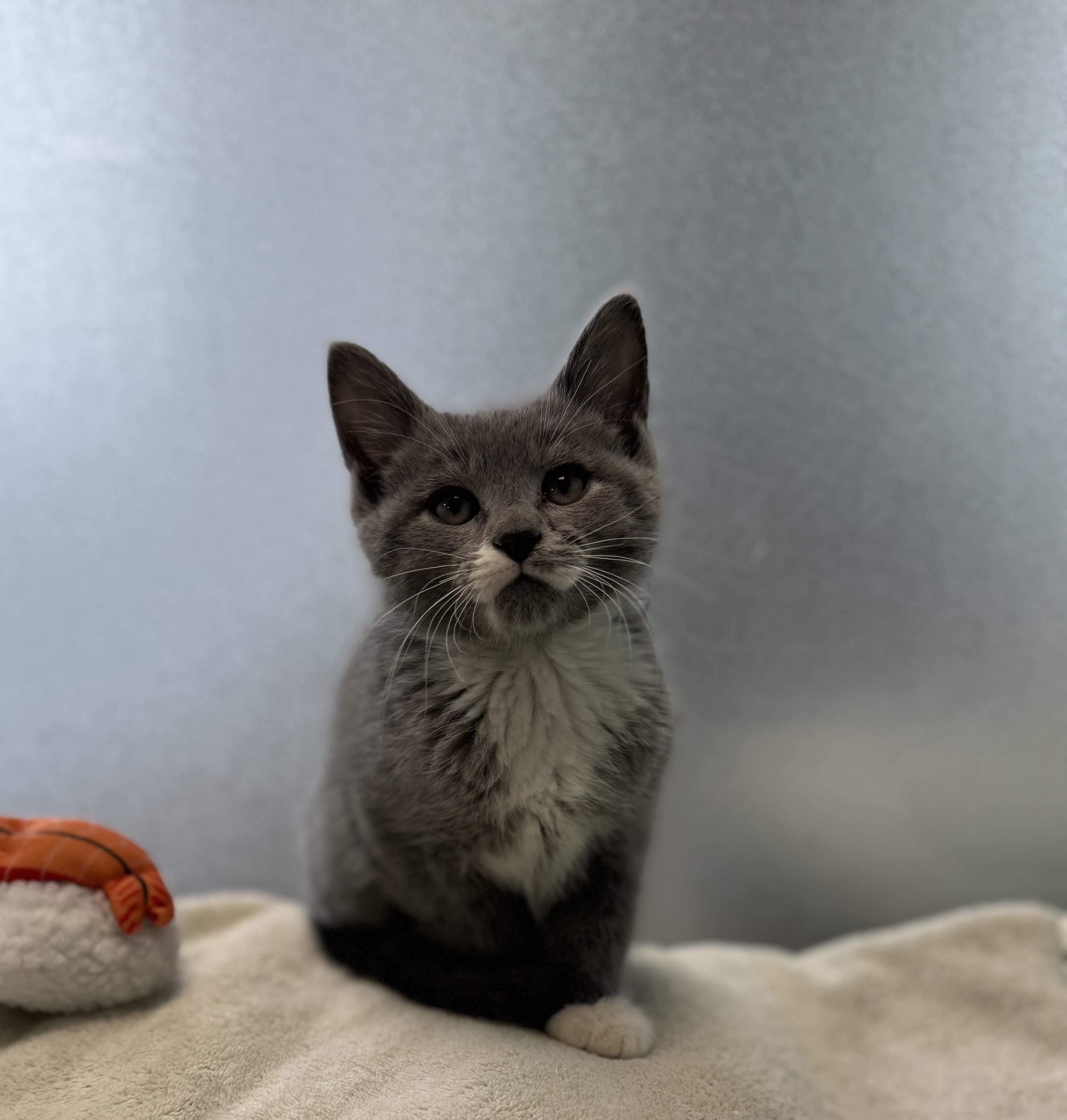 Enlarge Teefs, an adopted Domestic Short Hair in Eagle, CO image 2/3