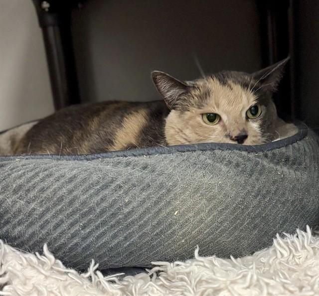 GEORGIA, Adoptable, Adult Female Domestic Short Hair.