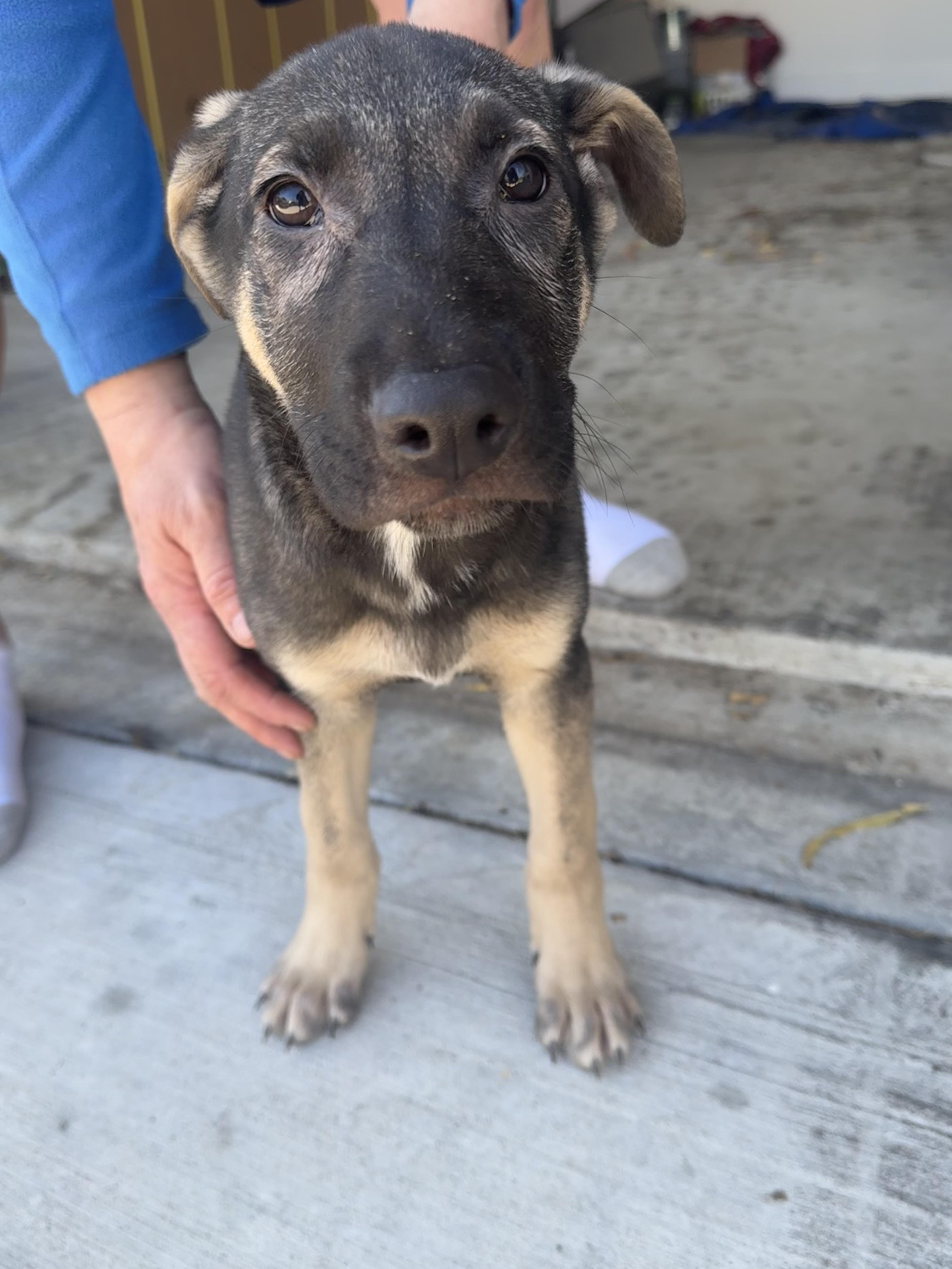 Enlarge Flynn Ryder, a Adoptable mixed breed in Dallas, TX image 2/4