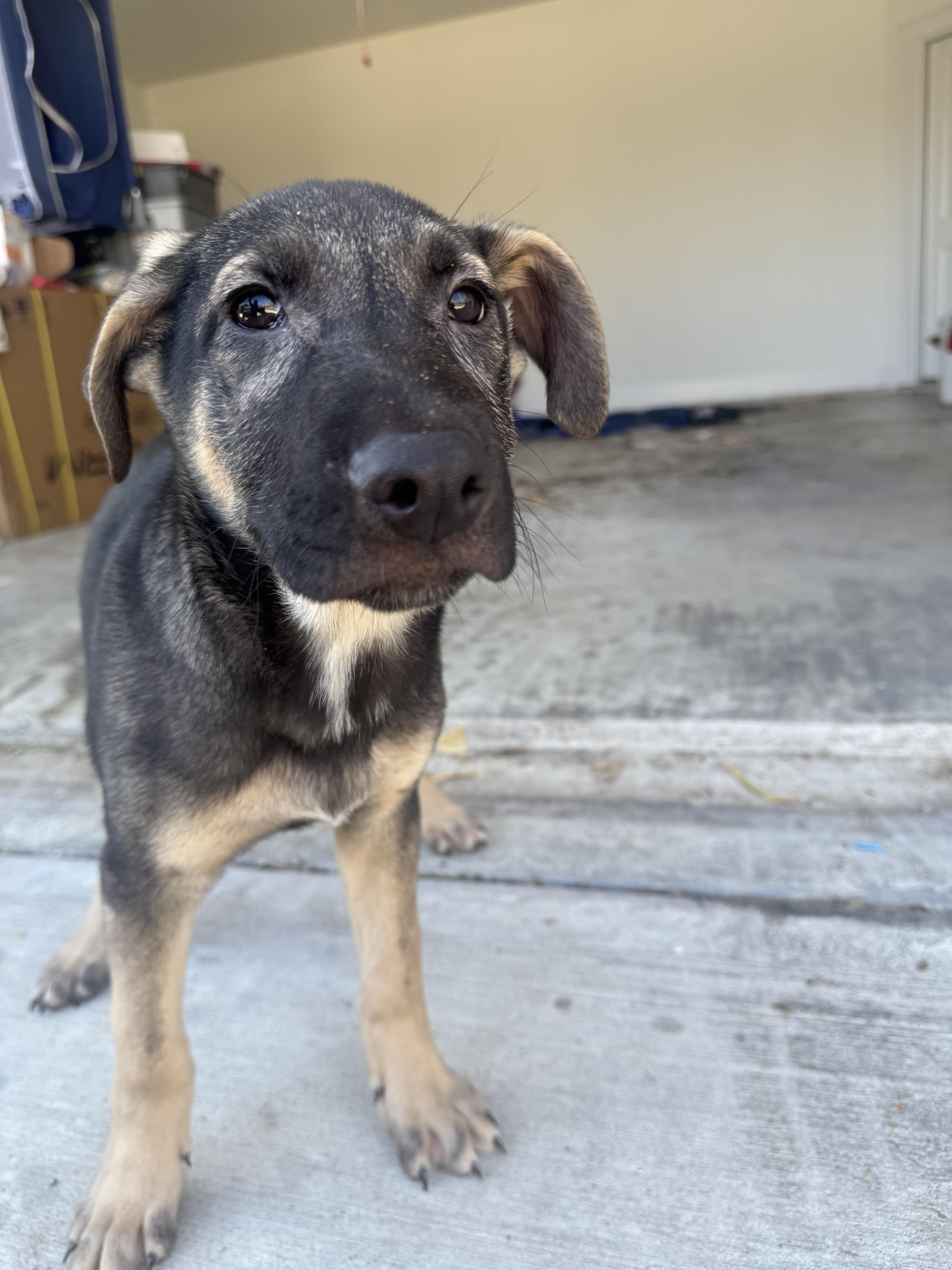 Flynn Ryder, Adoptable, Puppy Male Mixed Breed.