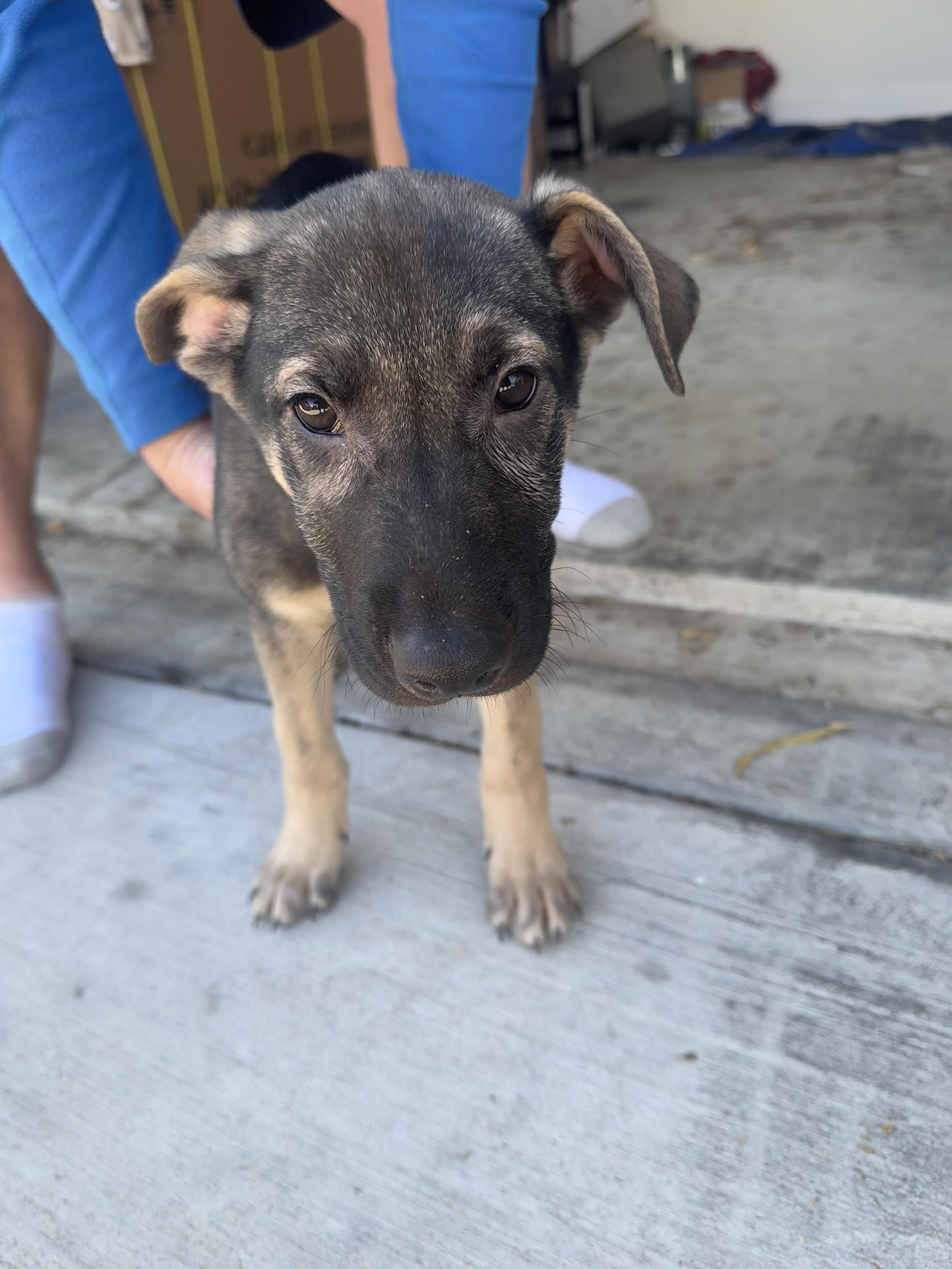 Enlarge Flynn Ryder, a Adoptable mixed breed in Dallas, TX image 4/4