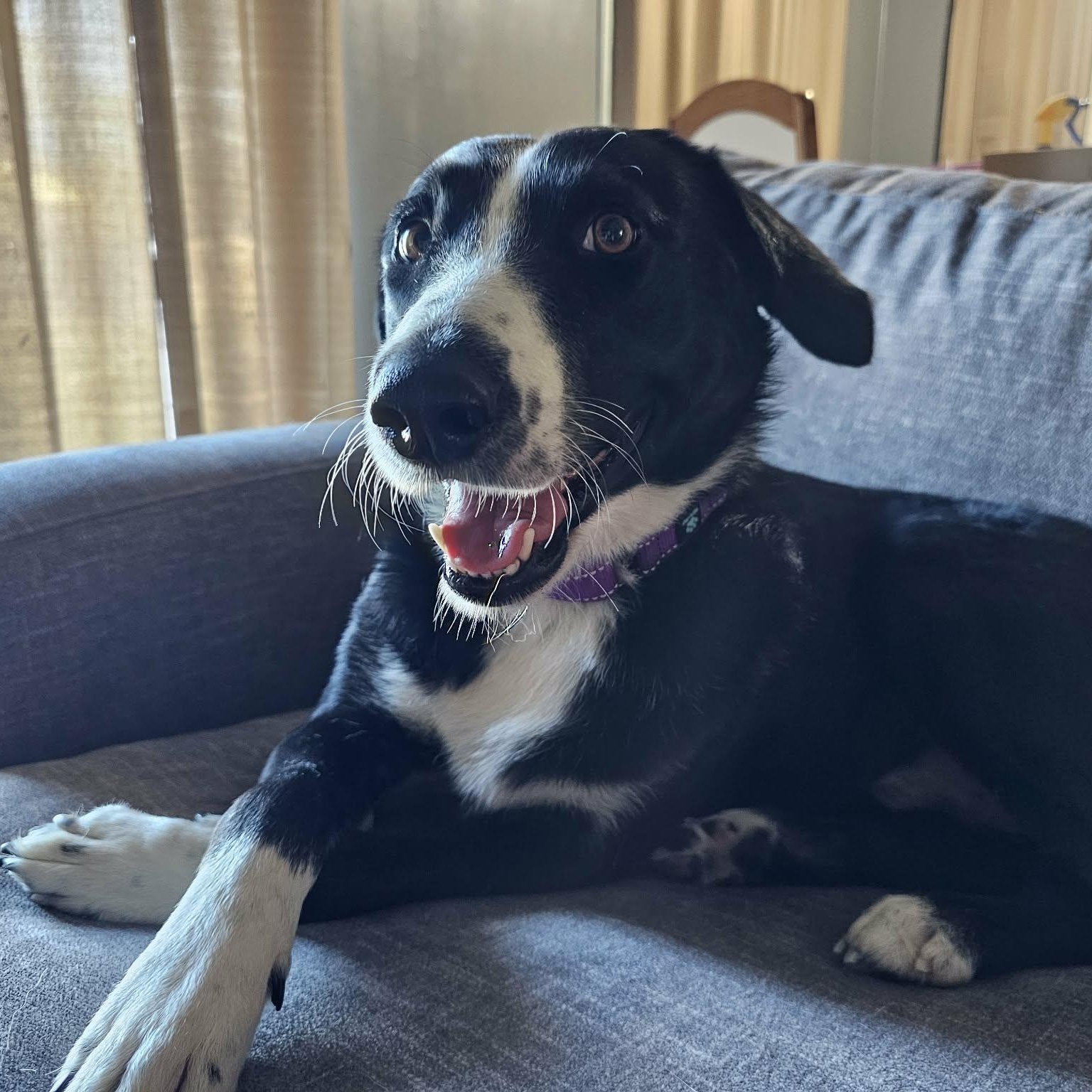 Enlarge Benny with the Happy Paws, a Adoptable mixed breed in Brattleboro, VT image 4/6